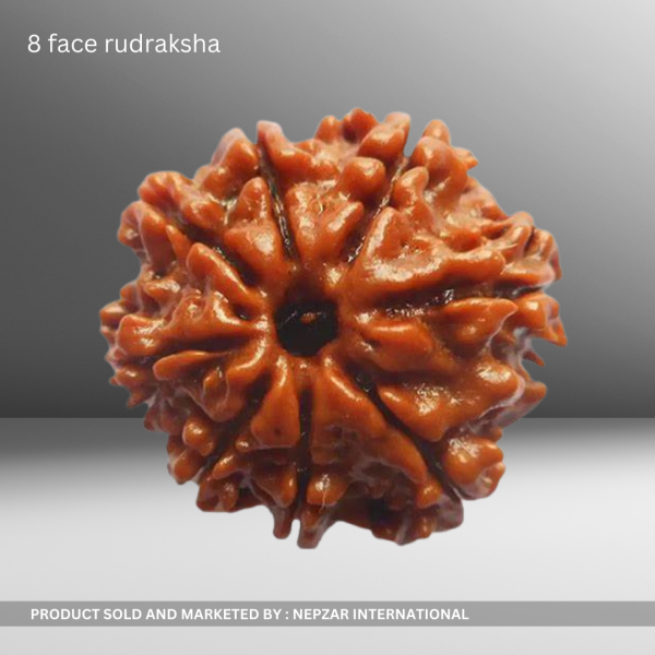 8 Mukhi Rudraksha – Obstacle Remover & Success Booster | Certified & Energized