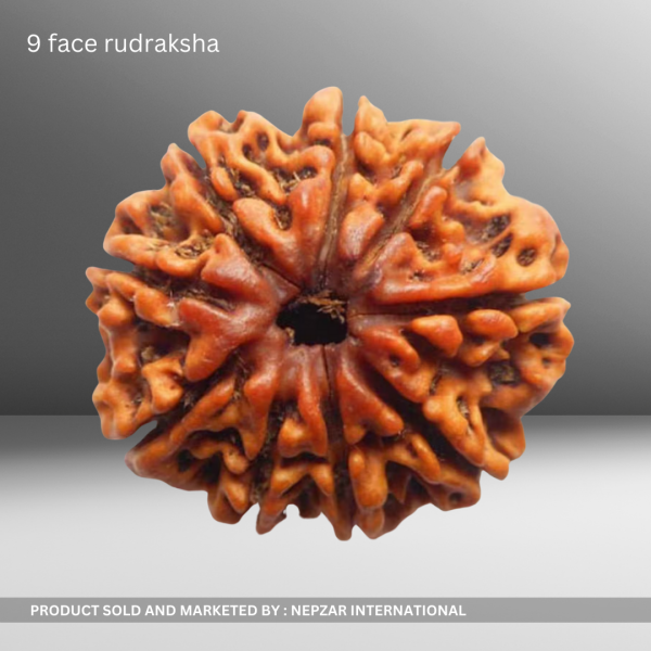 9 Mukhi Rudraksha – Power of Durga for Strength & Protection | Certified & Energized
