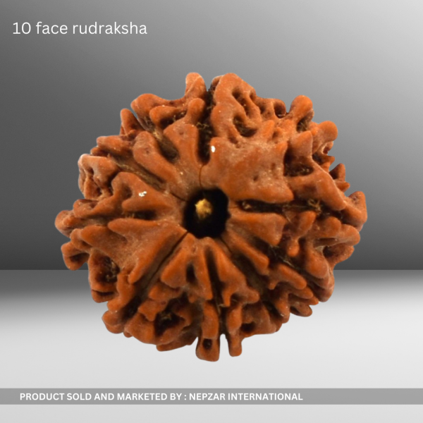 10 Mukhi Rudraksha – Divine Protection & Success | Certified & Energized Bead