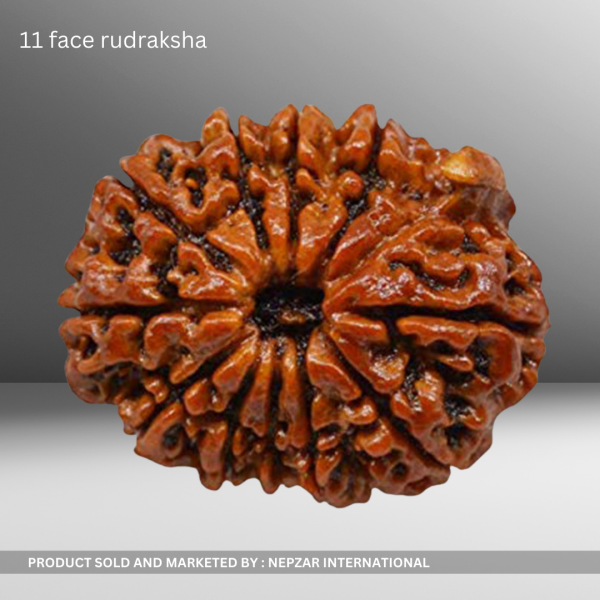 11 Mukhi Rudraksha – Power of Hanuman for Strength & Protection | Certified & Energized