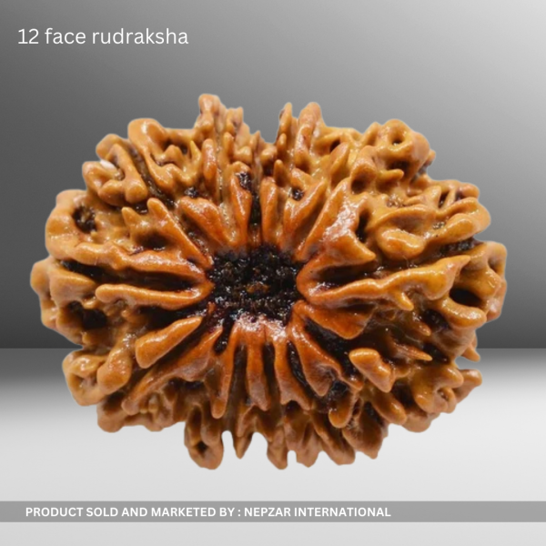 12 Mukhi Rudraksha – Power of the Sun for Leadership & Success | Certified & Energized