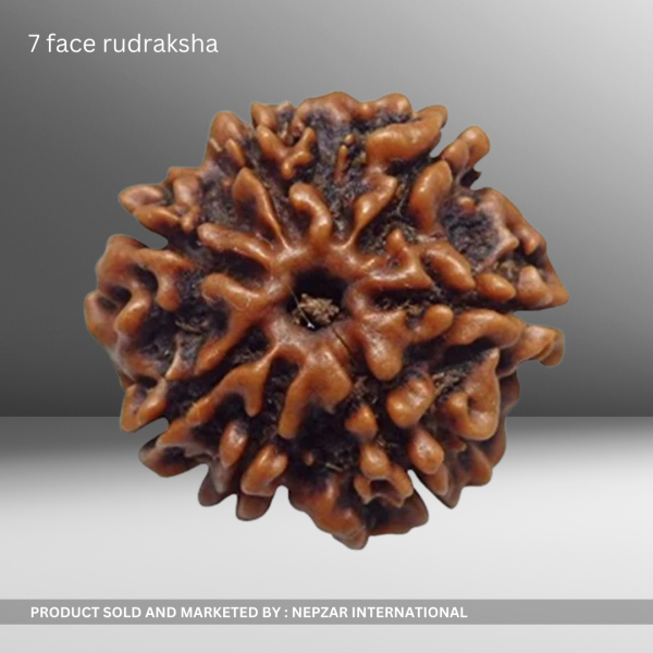 7 Mukhi Rudraksha